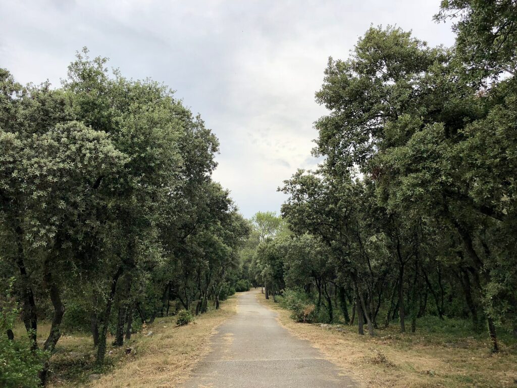 Bois de Montmaur -