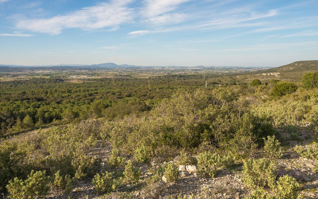 Pic Saint-Loup -