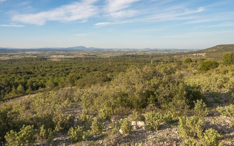 Pic Saint-Loup -
