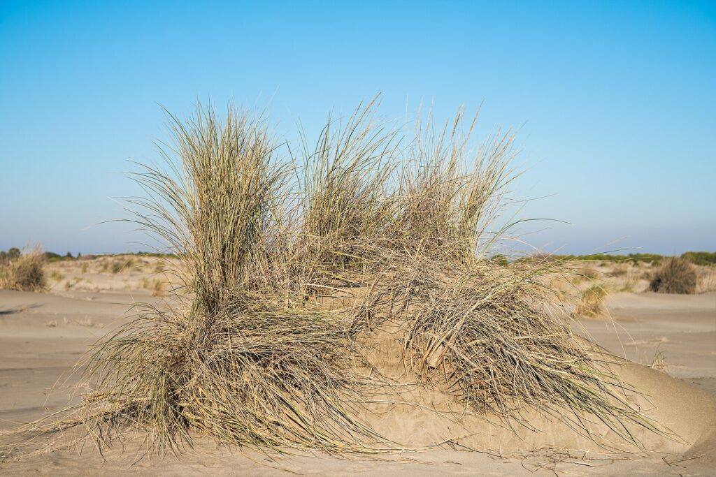 Plage de l&rsquo;Espiguette - Le Grau-du-Roi