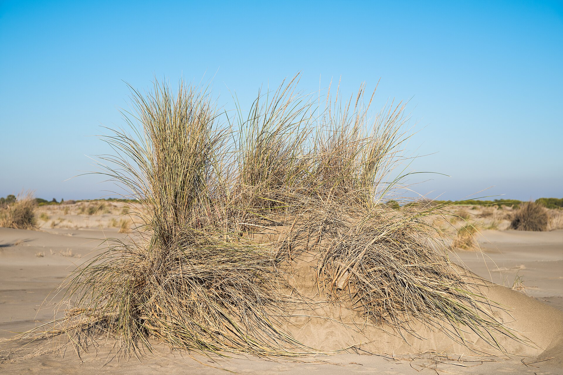 Plage de l&rsquo;Espiguette - Le Grau-du-Roi